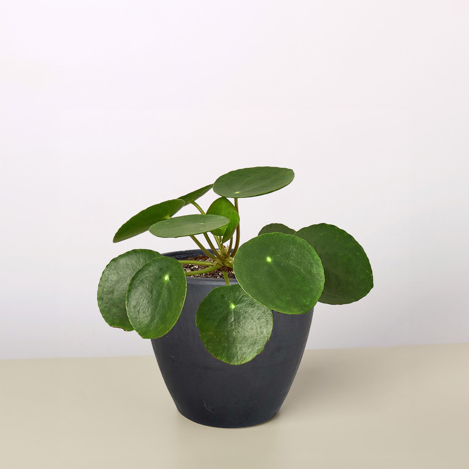 Pilea Peperomioides 'Chinese Money' Black Eco Pot Indoor Plants House Plant Shop