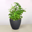 Maidenhair Fern Black Eco Pot Indoor Plants House Plant Shop