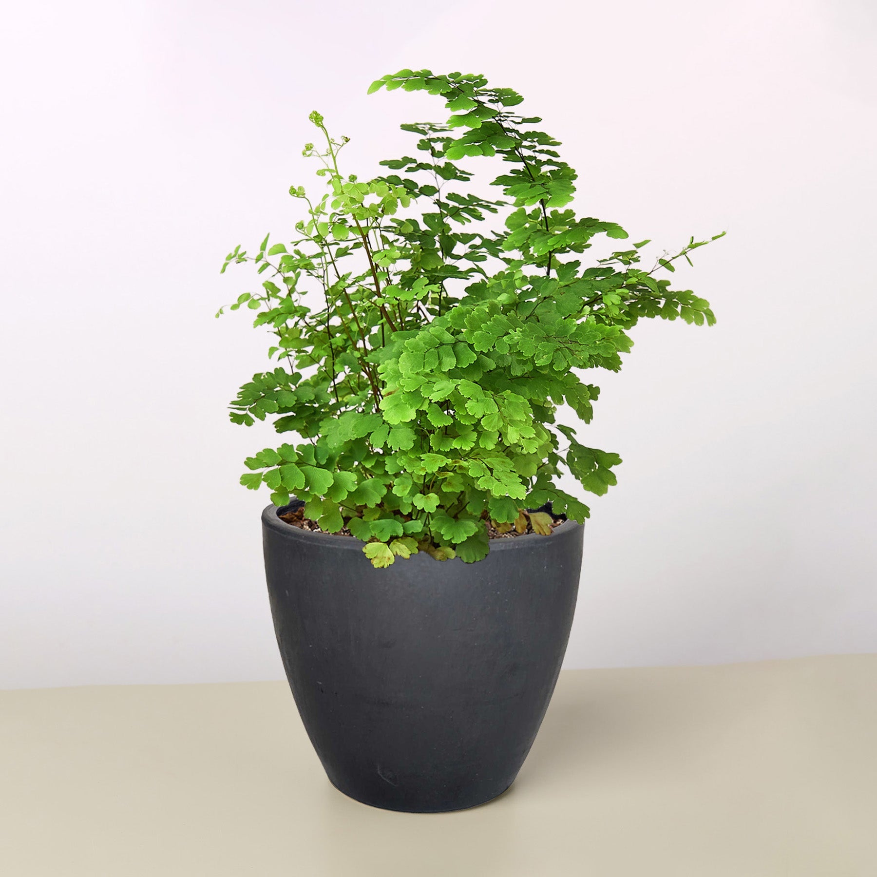 Maidenhair Fern Black Eco Pot Indoor Plants House Plant Shop