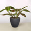Maranta 'Red Prayer' Black Eco Pot Indoor Plants House Plant Shop