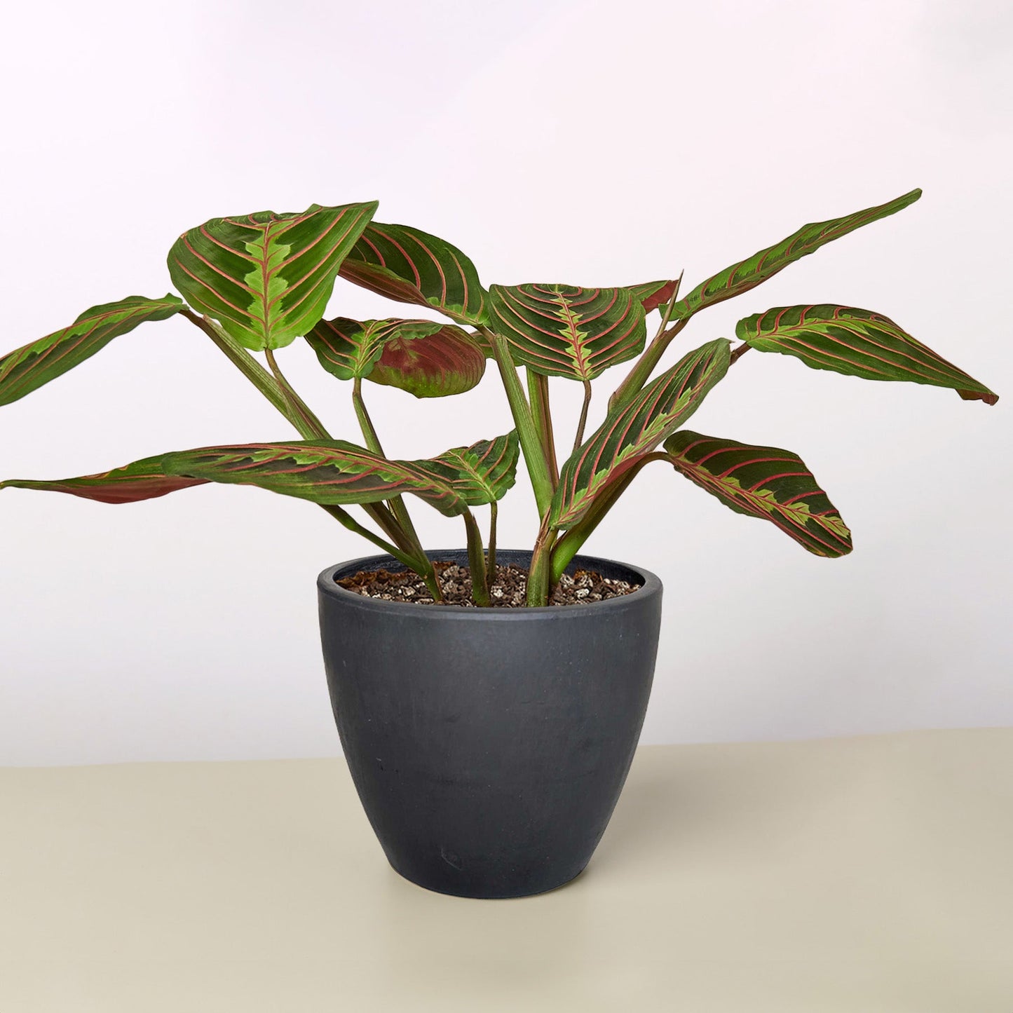 Maranta 'Red Prayer' Black Eco Pot Indoor Plants House Plant Shop