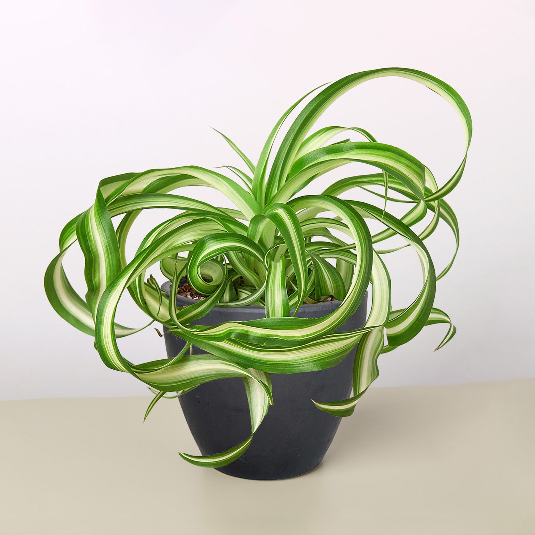 Spider Plant 'Bonnie' Black Eco Pot Indoor Plants House Plant Shop