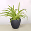 Spider Plant 'Reverse' Black Eco Pot Indoor Plants House Plant Shop