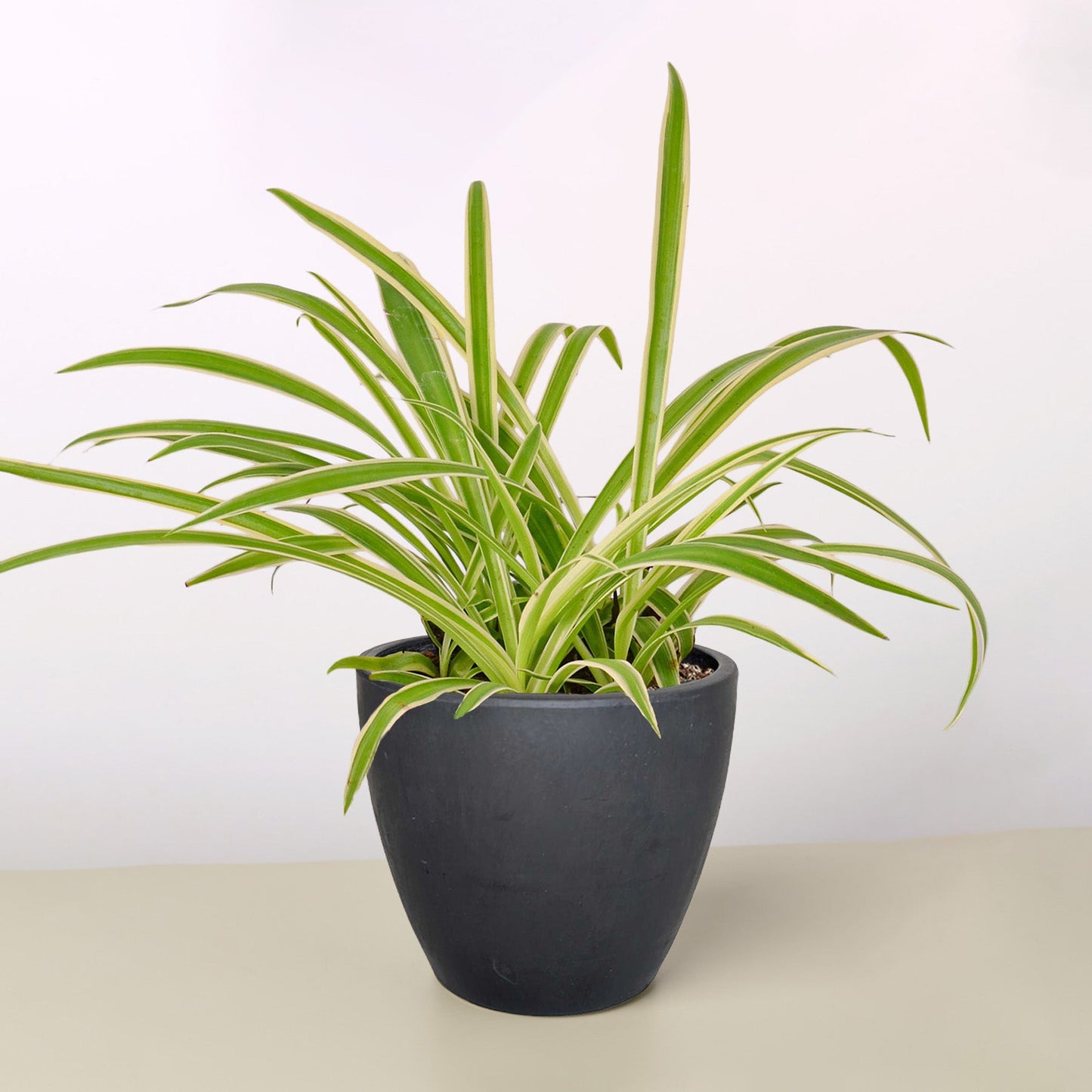 Spider Plant 'Reverse' Black Eco Pot Indoor Plants House Plant Shop