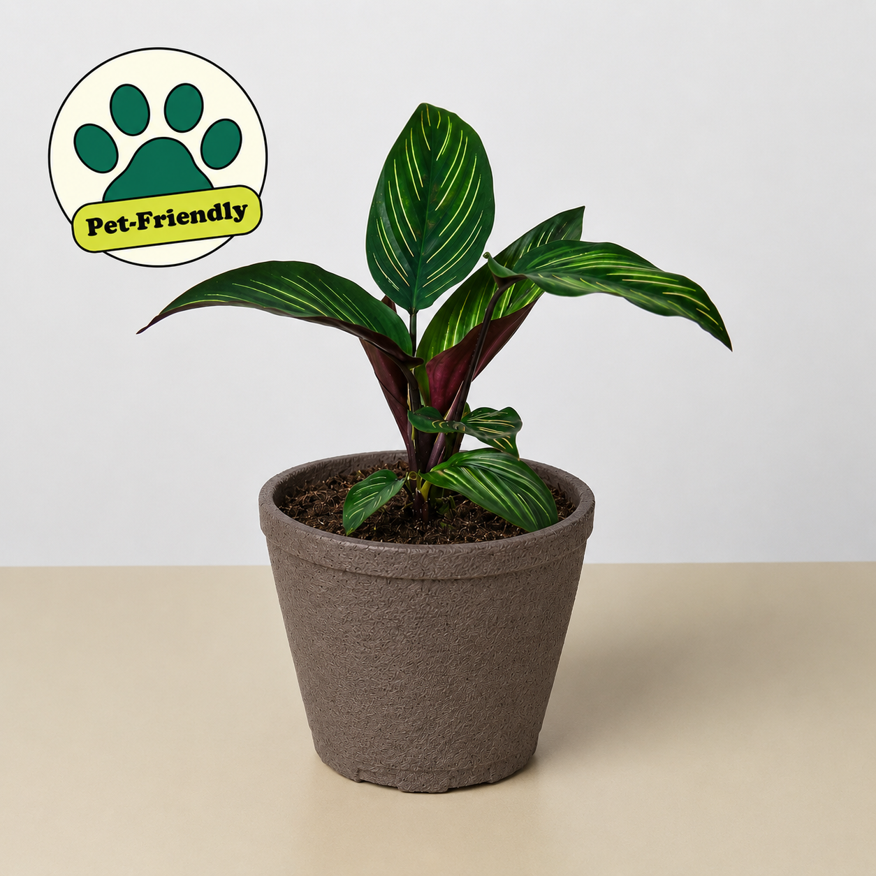 Calathea 'Beauty Star' 4" Pot Cow Pot Indoor Plants House Plant Shop