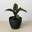Calathea 'Beauty Star' 4" Pot Eco Pot Black Indoor Plants House Plant Shop