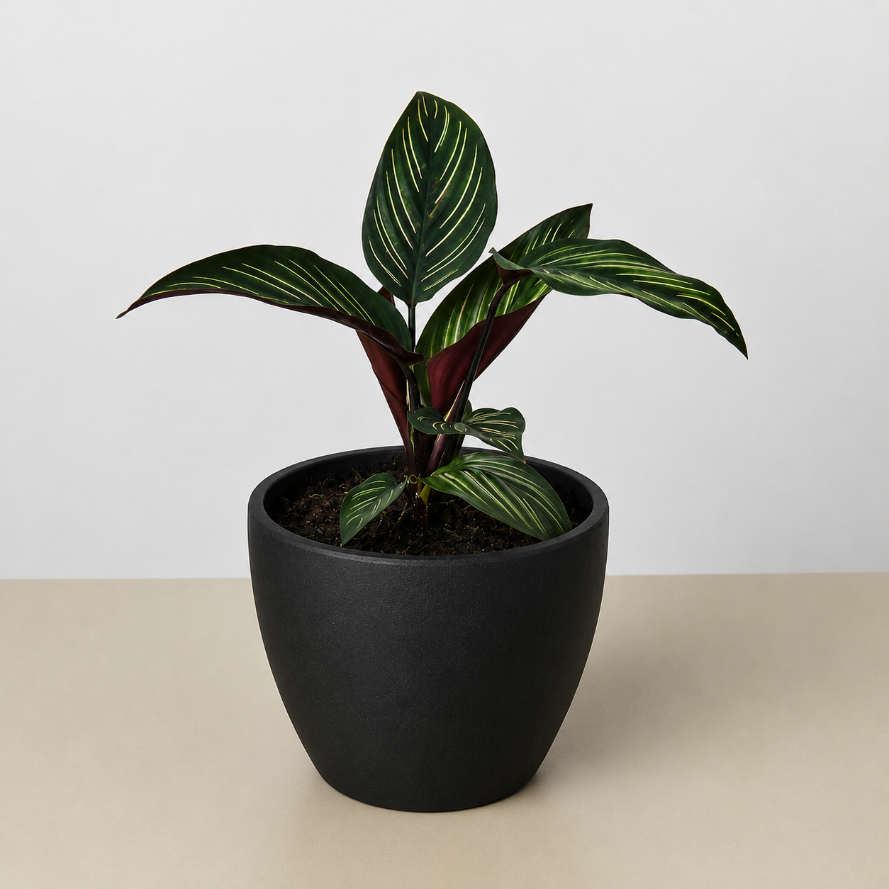 Calathea 'Beauty Star' 4" Pot Eco Pot Black Indoor Plants House Plant Shop