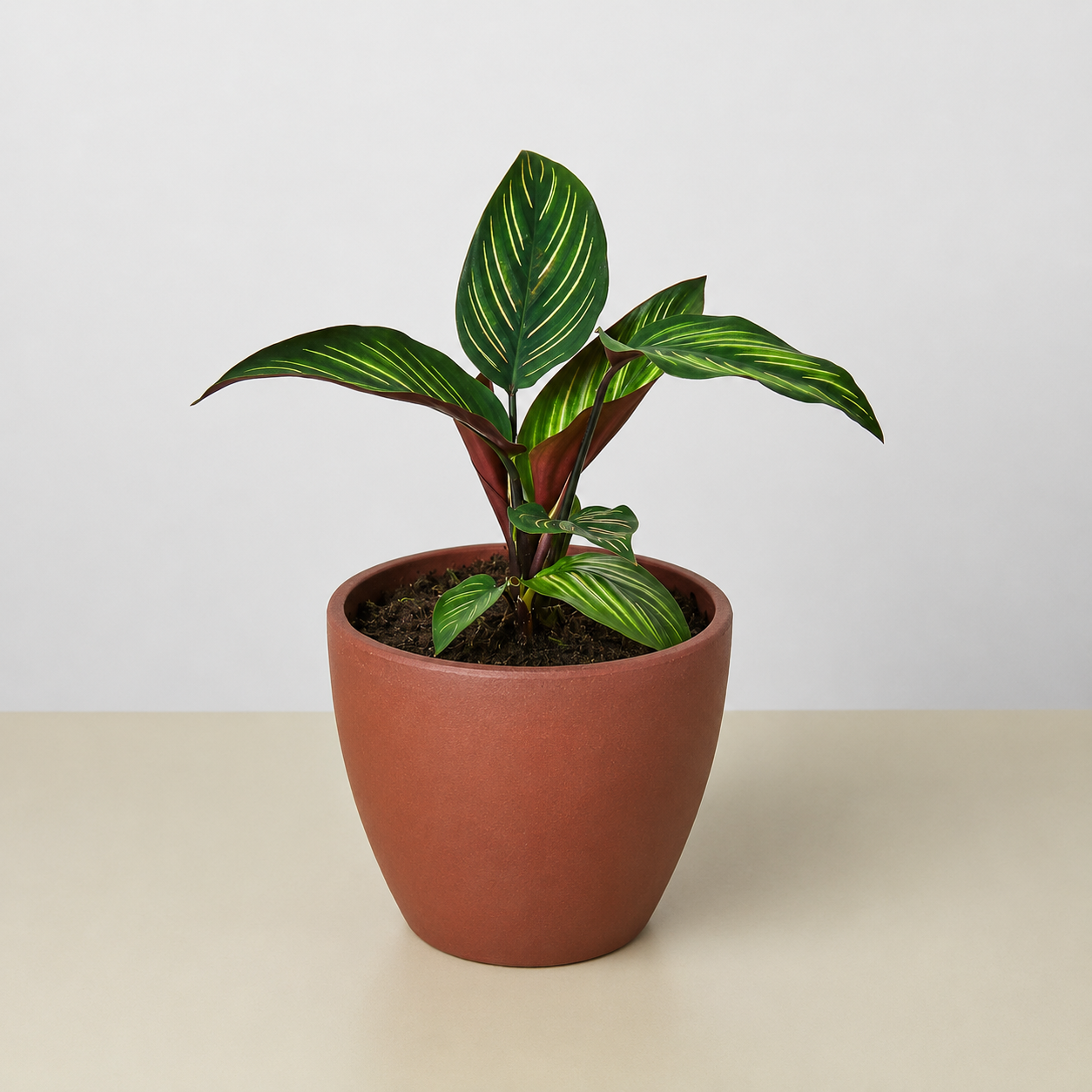 Calathea 'Beauty Star' 4" Pot Eco Pot TerraCotta Indoor Plants House Plant Shop