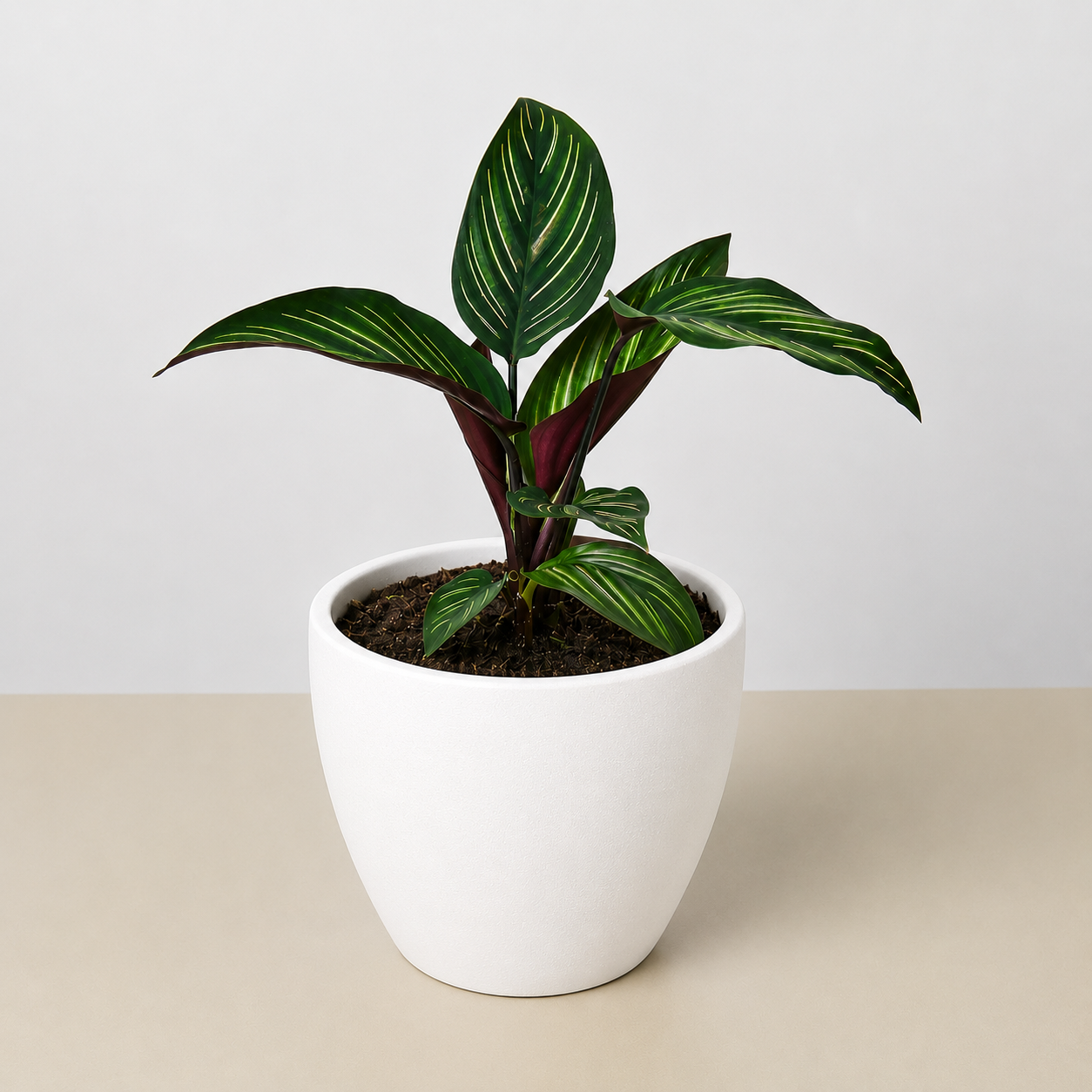 Calathea 'Beauty Star' 4" Pot Eco Pot White Indoor Plants House Plant Shop