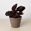 Calathea 'Dottie' 4" Pot Cow Pot Indoor Plants House Plant Shop