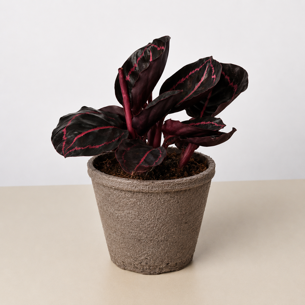Calathea 'Dottie' 4" Pot Cow Pot Indoor Plants House Plant Shop