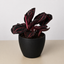 Calathea 'Dottie' 4" Pot Eco Pot Black Indoor Plants House Plant Shop