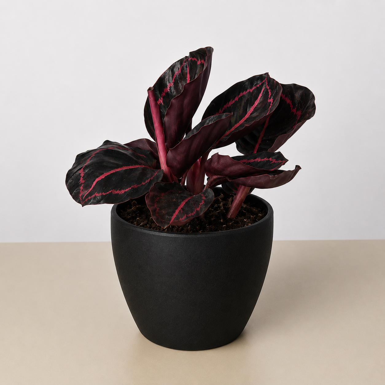 Calathea 'Dottie' 4" Pot Eco Pot Black Indoor Plants House Plant Shop