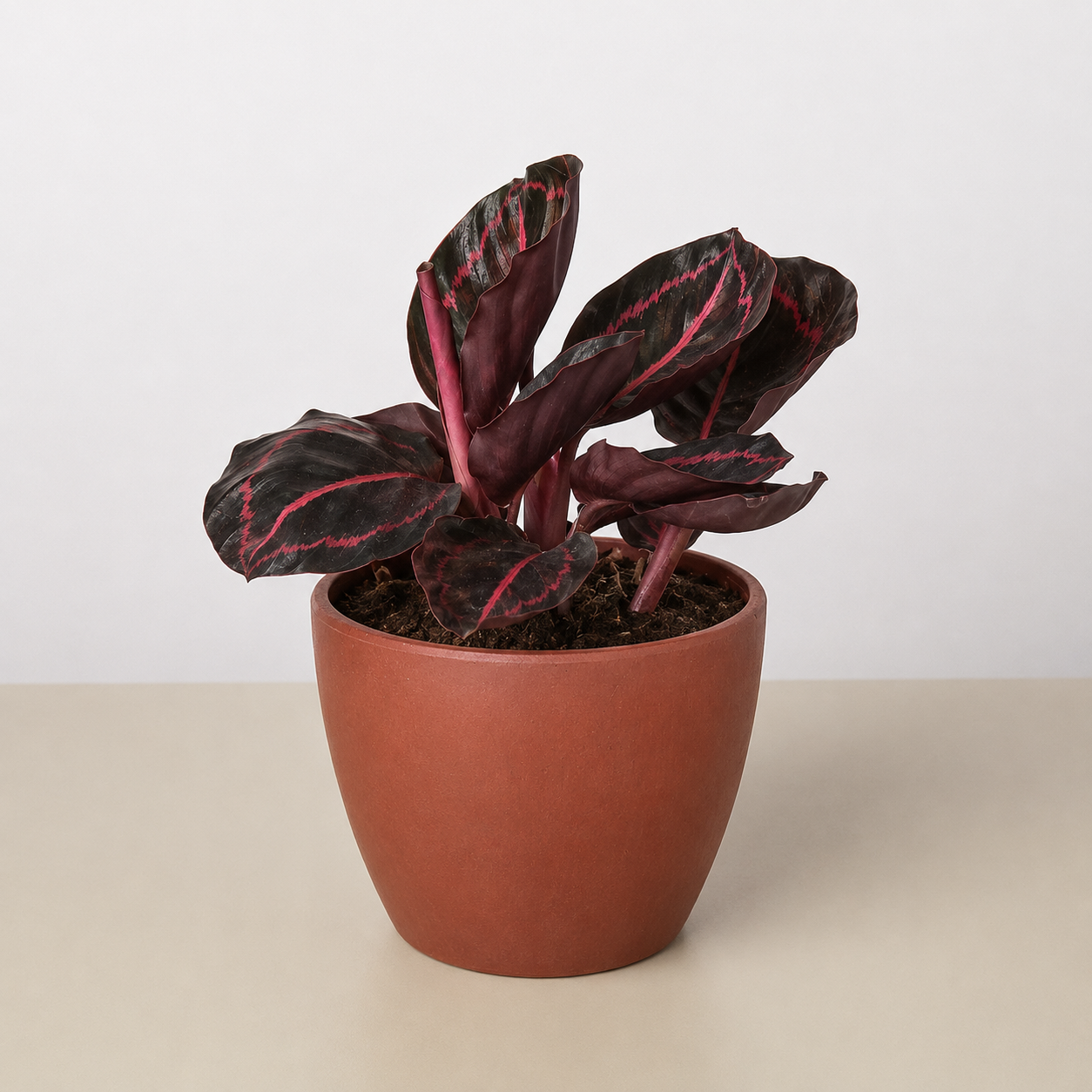 Calathea 'Dottie' 4" Pot Eco Pot TerraCotta Indoor Plants House Plant Shop