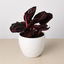 Calathea 'Dottie' 4" Pot Eco Pot White Indoor Plants House Plant Shop