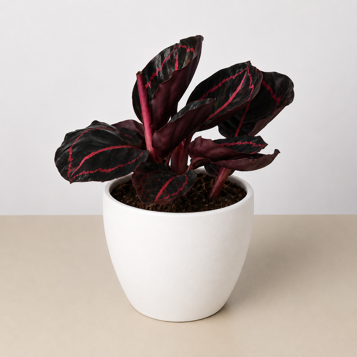 Calathea 'Dottie' 4" Pot Eco Pot White Indoor Plants House Plant Shop