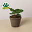 Calathea 'Makoyana' 4" Pot Cow Pot Indoor Plants House Plant Shop