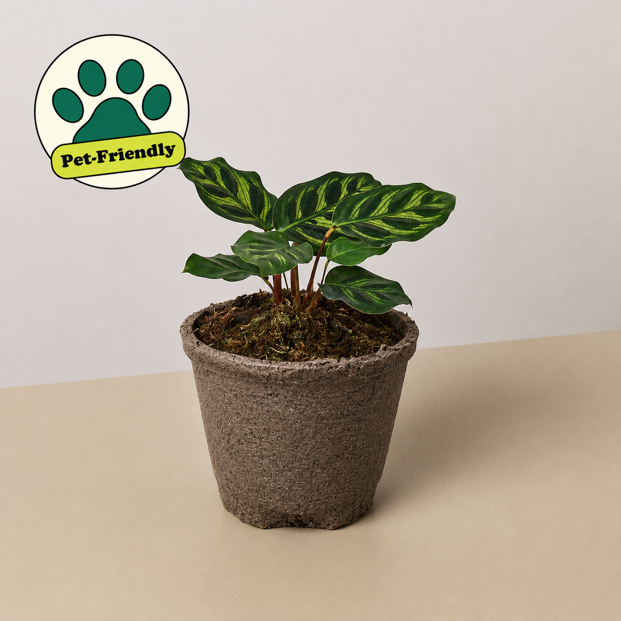 Calathea 'Makoyana' 4" Pot Cow Pot Indoor Plants House Plant Shop