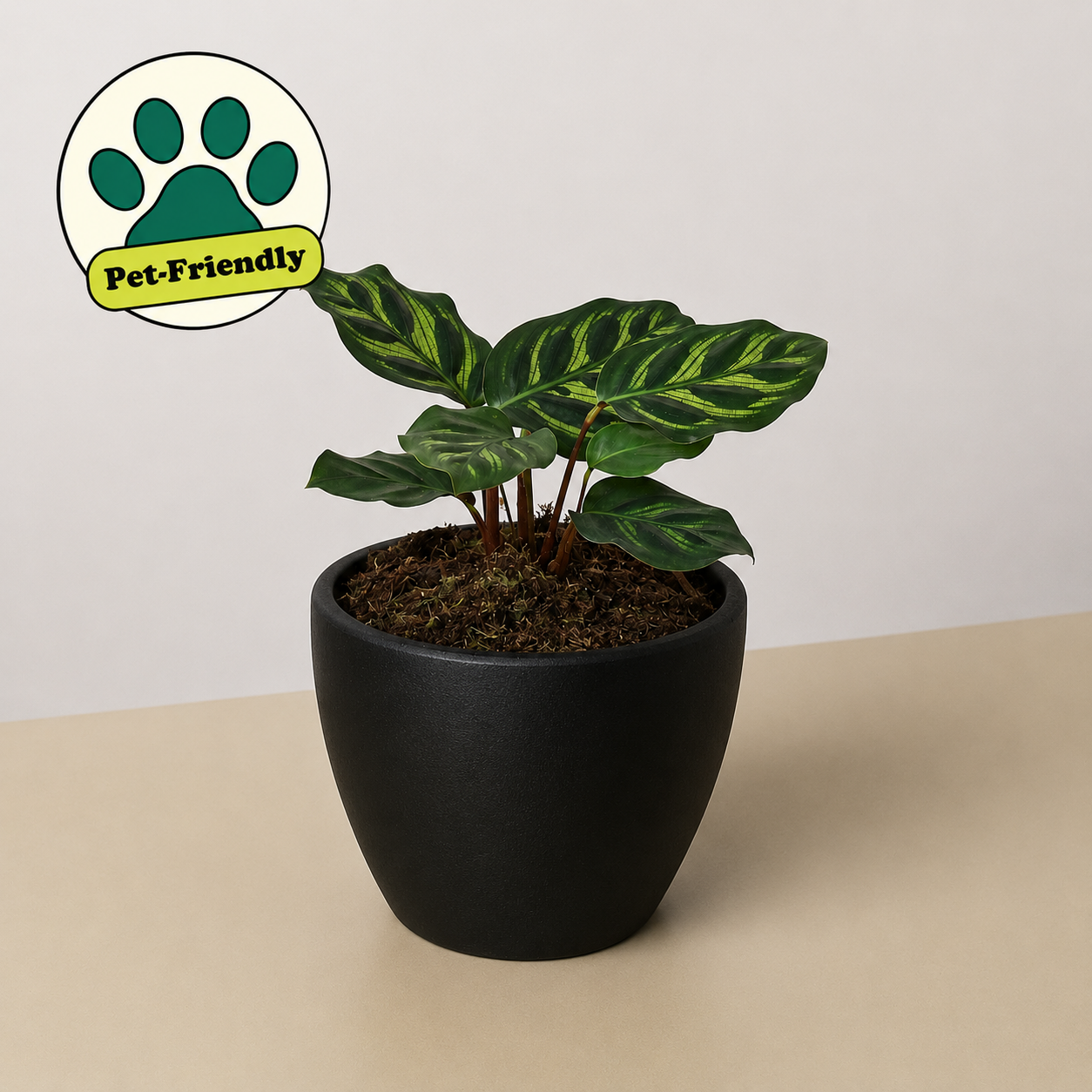 Calathea 'Makoyana' 4" Pot Eco Pot Black Indoor Plants House Plant Shop