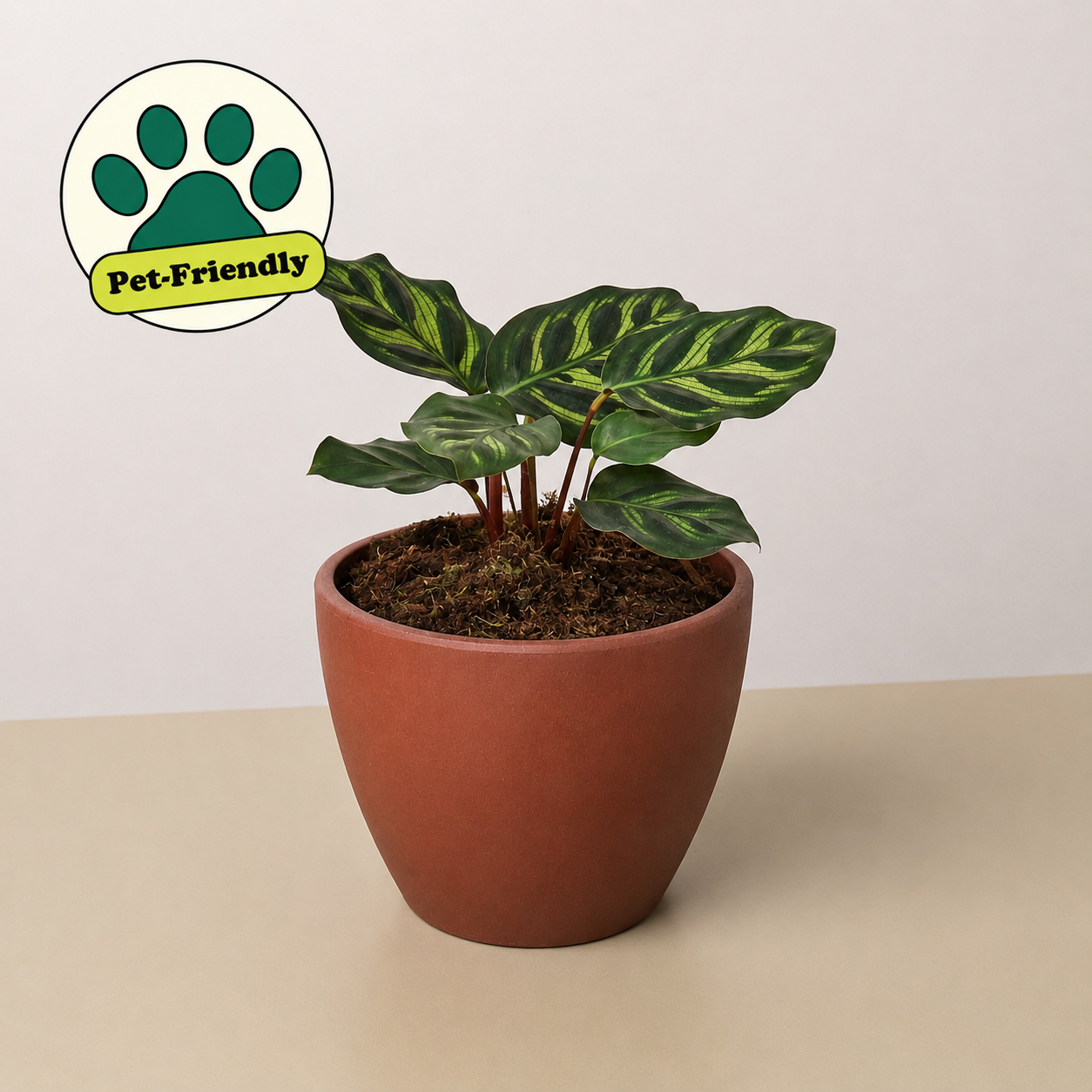 Calathea 'Makoyana' 4" Pot Eco Pot TerraCotta Indoor Plants House Plant Shop