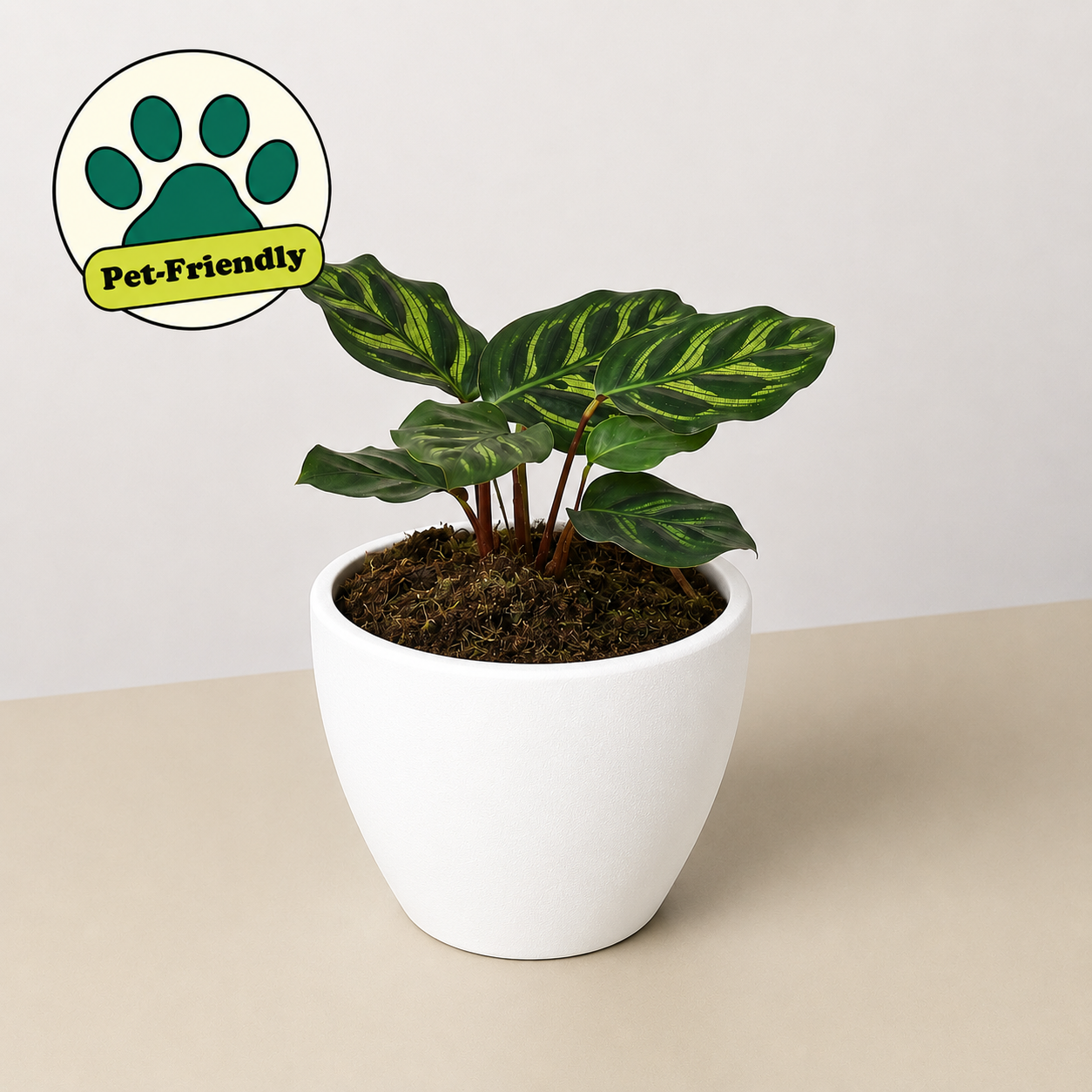 Calathea 'Makoyana' 4" Pot Eco Pot White Indoor Plants House Plant Shop