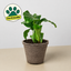 Calathea 'Orbifolia' 4" Pot Cow Pot Indoor Plants House Plant Shop