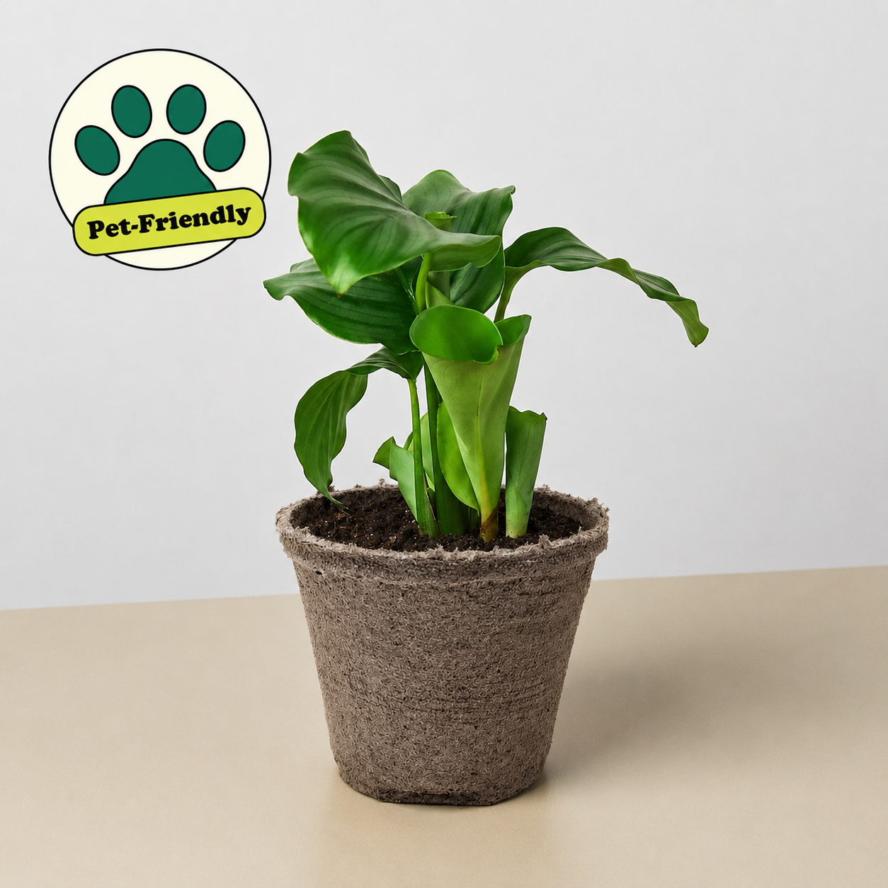 Calathea 'Orbifolia' 4" Pot Cow Pot Indoor Plants House Plant Shop