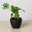 Calathea 'Orbifolia' 4" Pot Eco Pot Black Indoor Plants House Plant Shop