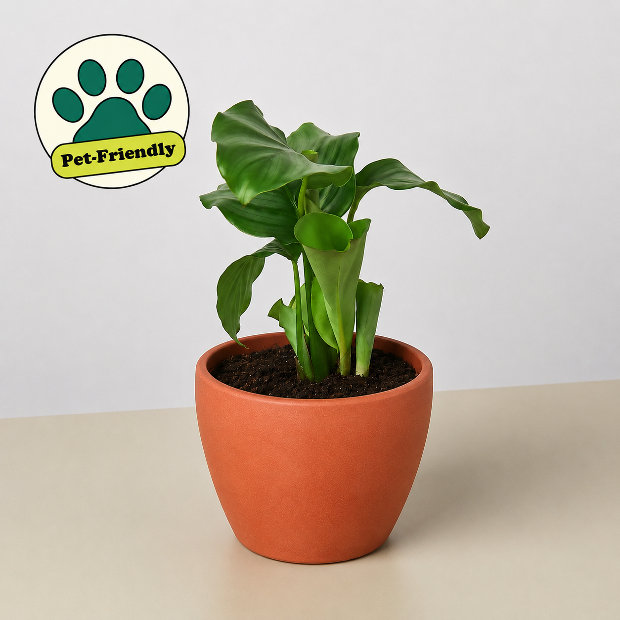 Calathea 'Orbifolia' 4" Pot Eco Pot TerraCotta Indoor Plants House Plant Shop