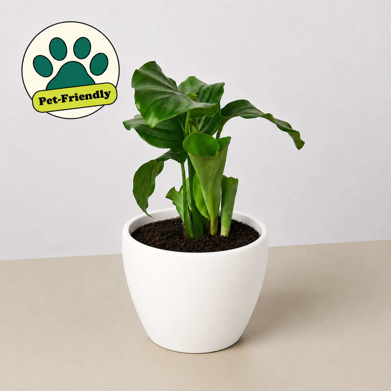 Calathea 'Orbifolia' 4" Pot Eco Pot White Indoor Plants House Plant Shop