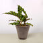 Calathea Lancifolia 'Rattlesnake' Cow Pot Indoor Plants House Plant Shop
