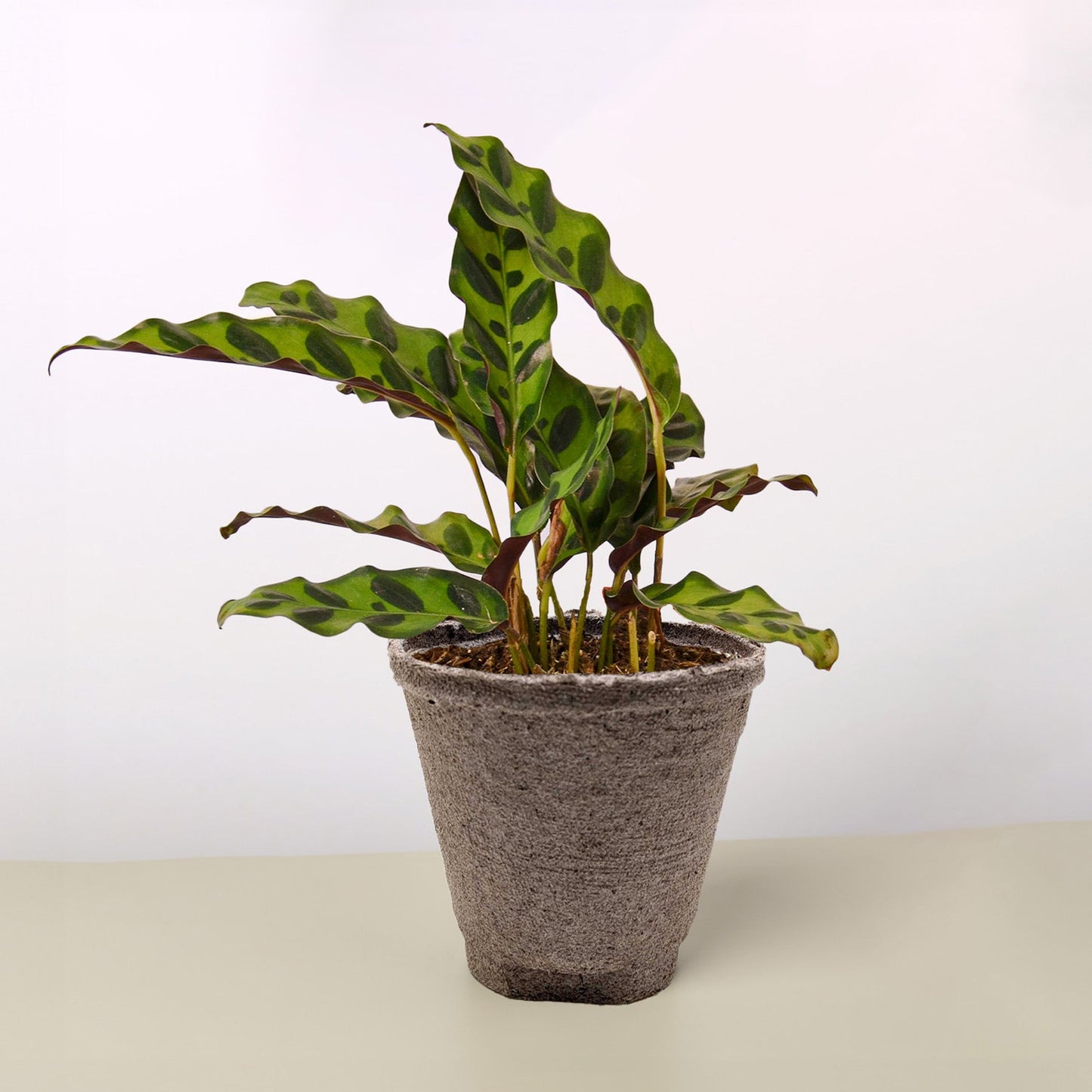 Calathea Lancifolia 'Rattlesnake' Cow Pot Indoor Plants House Plant Shop