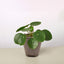 Pilea Peperomioides 'Chinese Money' Cow Pot Indoor Plants House Plant Shop