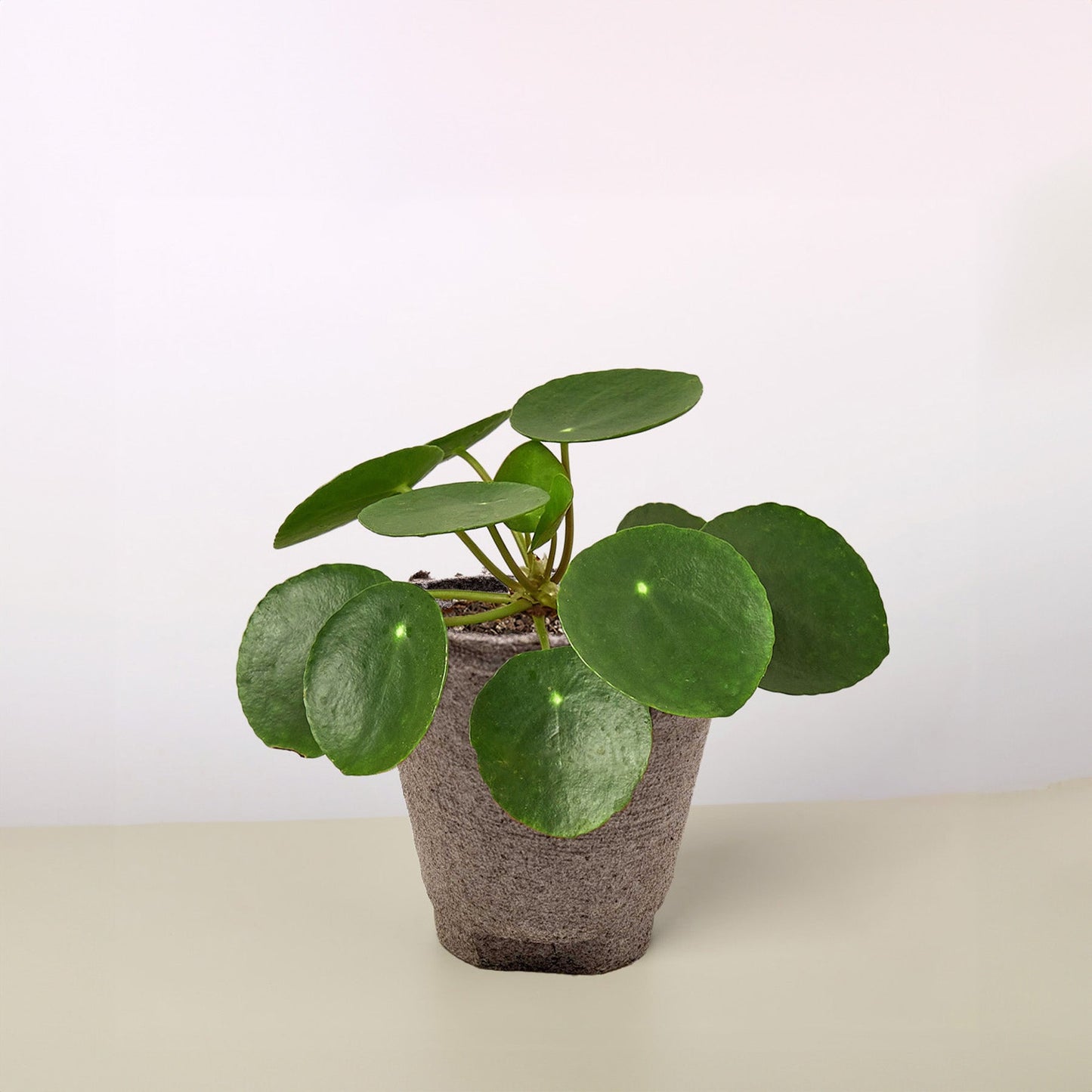 Pilea Peperomioides 'Chinese Money' Cow Pot Indoor Plants House Plant Shop