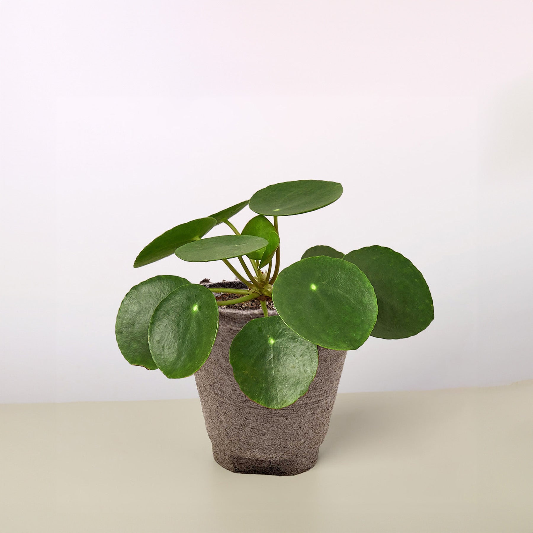 Pilea Peperomioides 'Chinese Money' Cow Pot Indoor Plants House Plant Shop