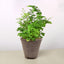Maidenhair Fern Cow Pot Indoor Plants House Plant Shop