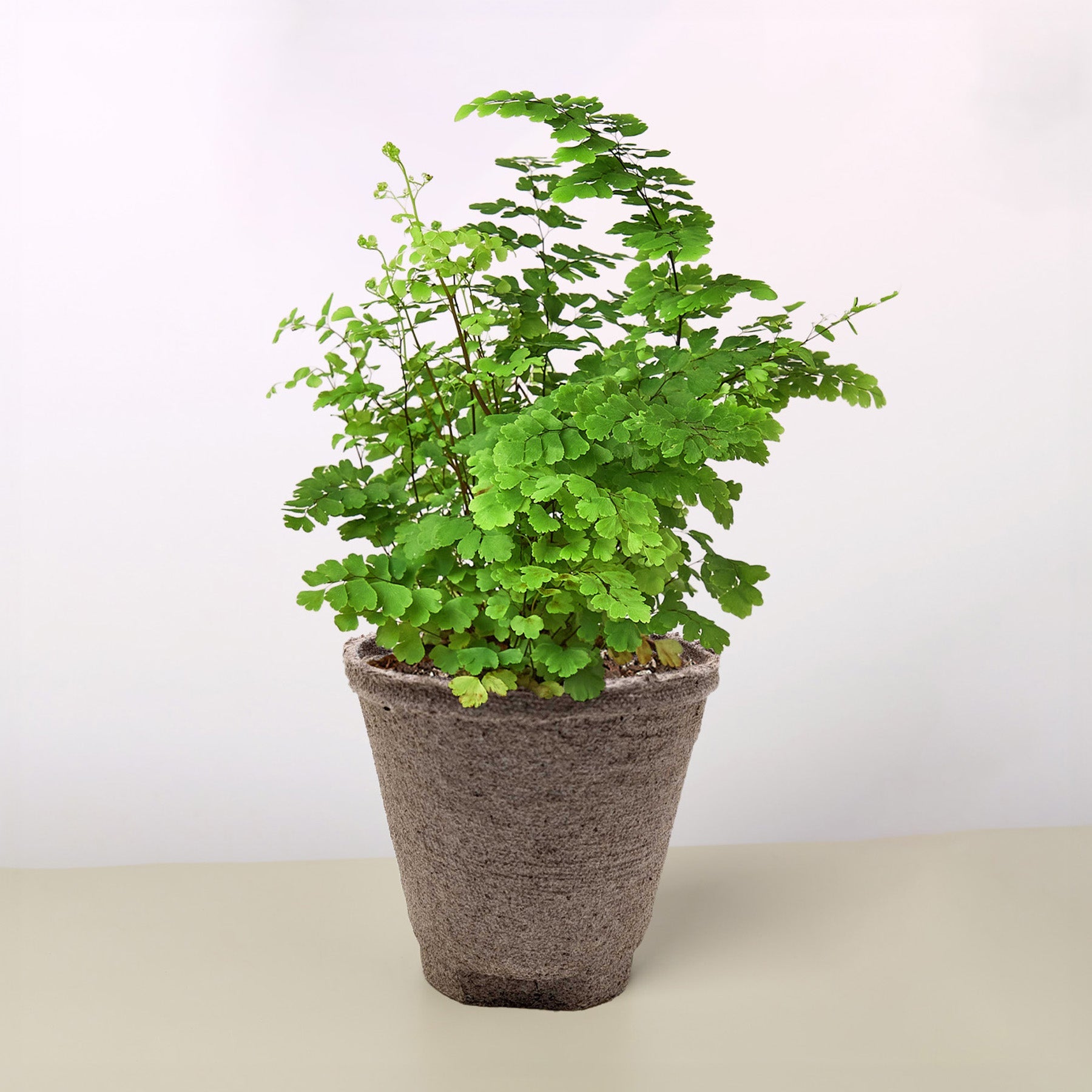 Maidenhair Fern Cow Pot Indoor Plants House Plant Shop