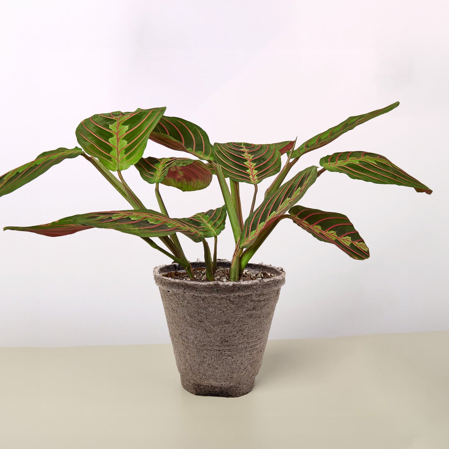 Maranta 'Red Prayer' Cow Pot Indoor Plants House Plant Shop