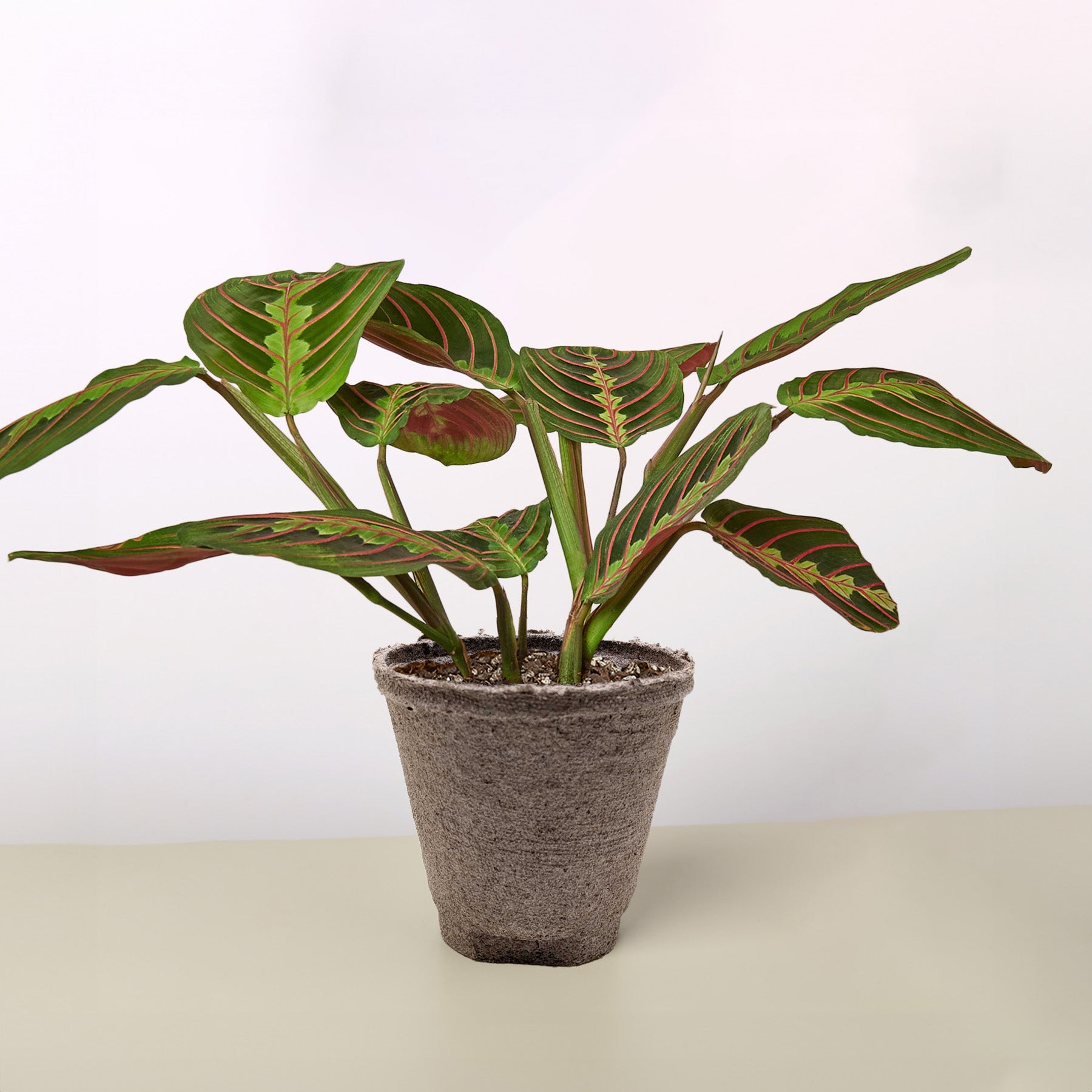 Maranta 'Red Prayer' Cow Pot Indoor Plants House Plant Shop