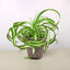 Spider Plant 'Bonnie' Cow Pot Indoor Plants House Plant Shop