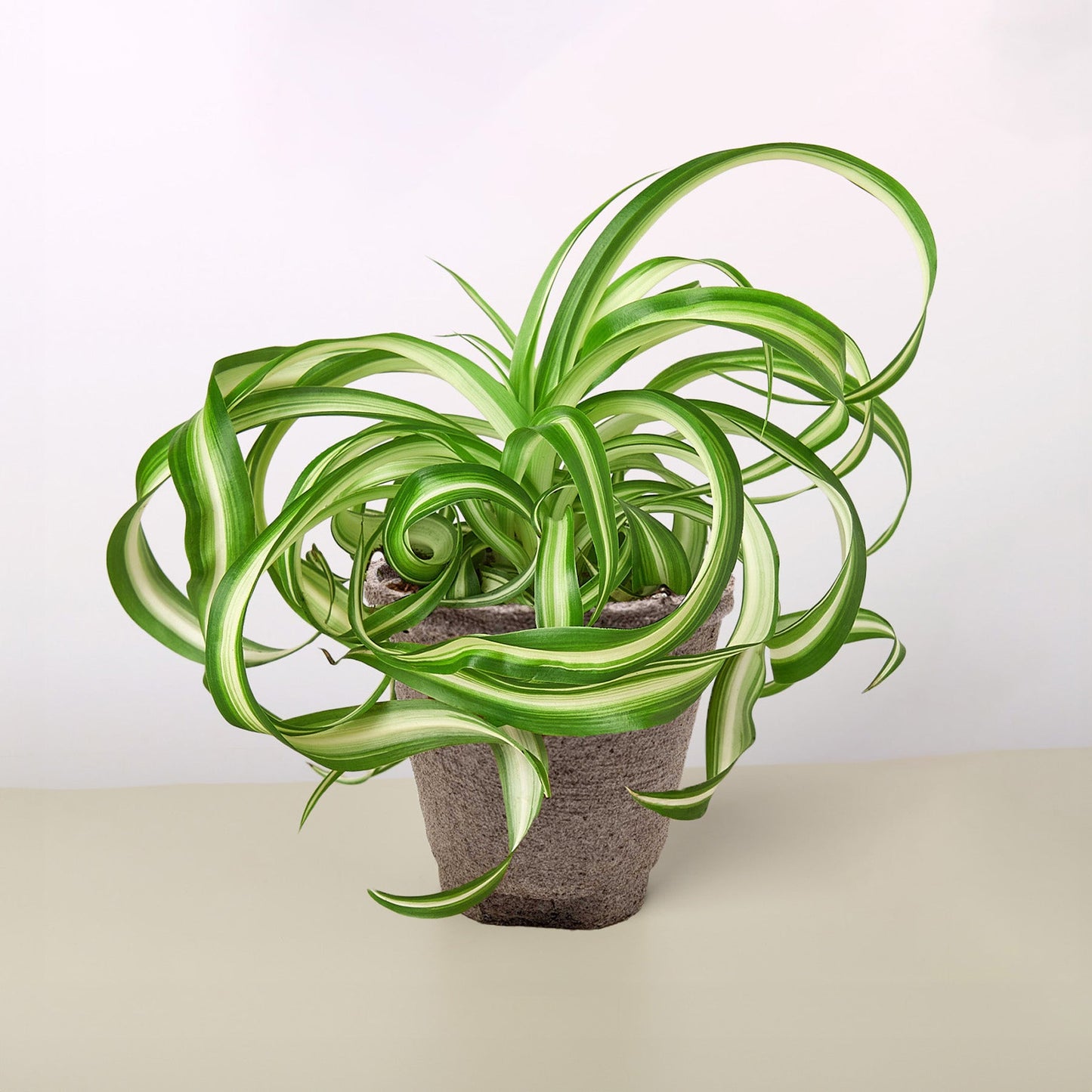 Spider Plant 'Bonnie' Cow Pot Indoor Plants House Plant Shop