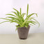 Spider Plant 'Reverse' Cow Pot Indoor Plants House Plant Shop