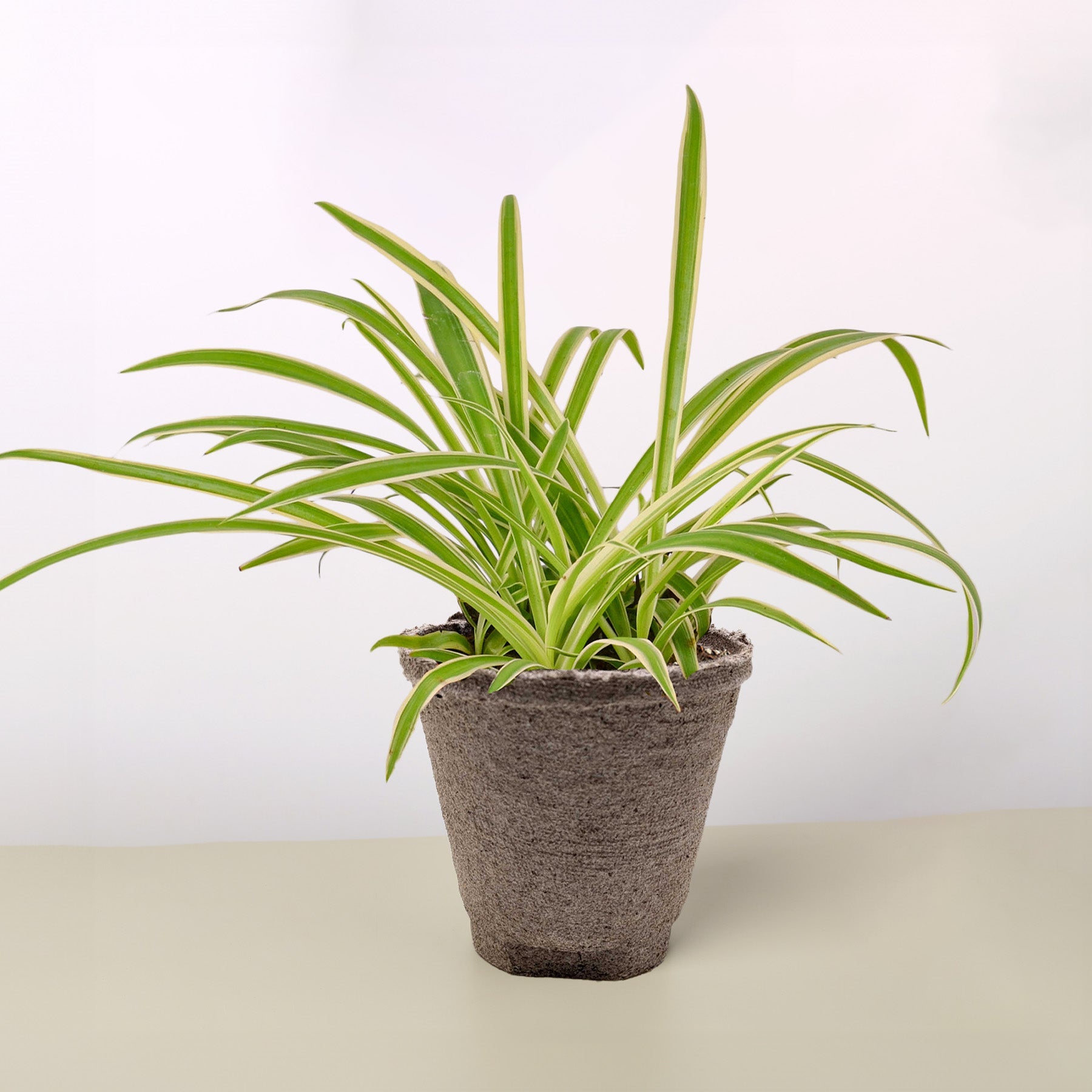 Spider Plant 'Reverse' Cow Pot Indoor Plants House Plant Shop