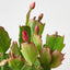 Zygocactus 'Christmas Cactus' House Plant Shop