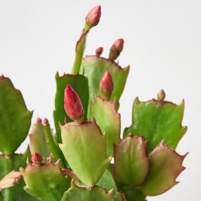 Zygocactus 'Christmas Cactus' House Plant Shop
