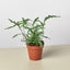 Fern 'Kangaroo Paw' 4" Pot Indoor Plants House Plant Shop
