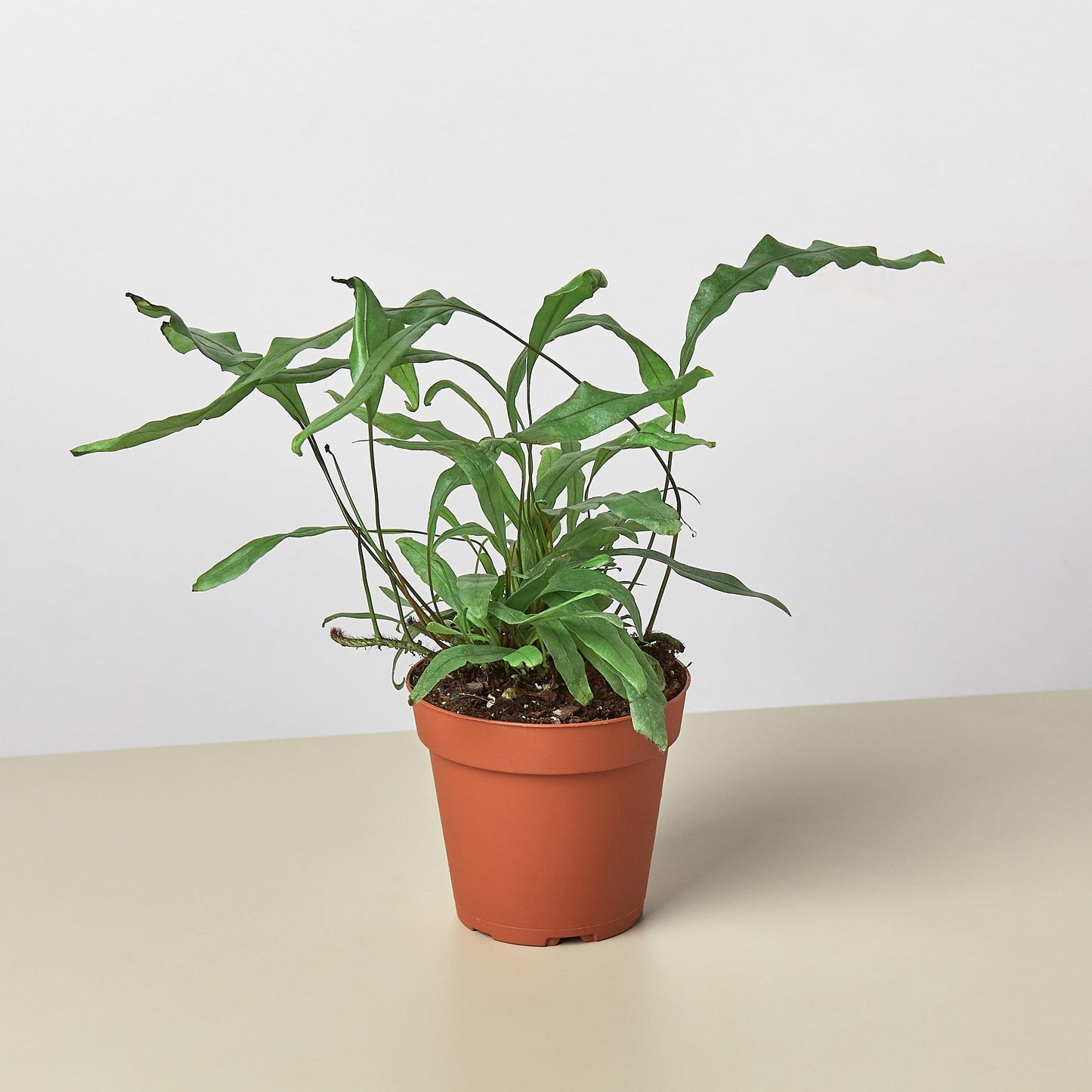 Fern 'Kangaroo Paw' 4" Pot Indoor Plants House Plant Shop