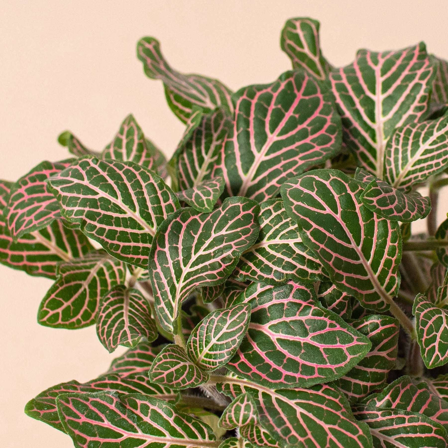 Fittonia 'Pink' 6" Pot Indoor Plants House Plant Shop