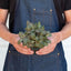 Fittonia 'Pink' Indoor Plants House Plant Shop