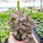 Fittonia 'Pink' Indoor Plants House Plant Shop